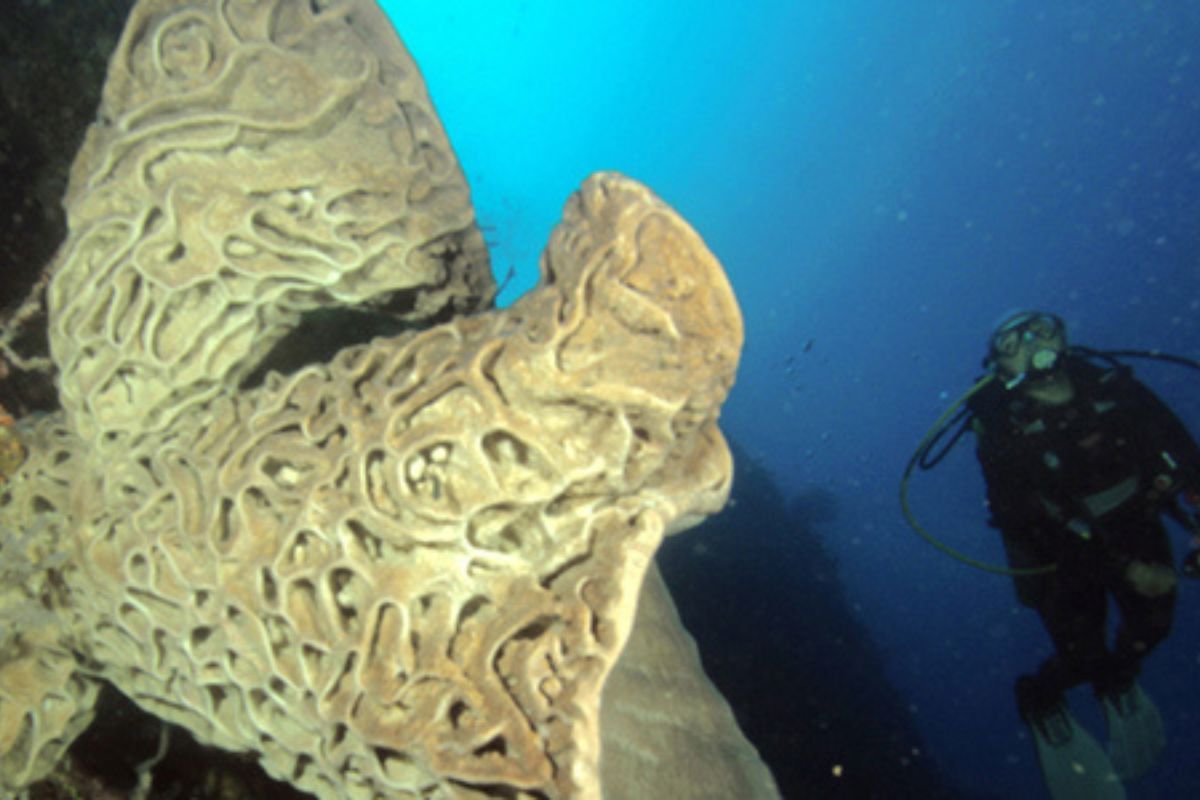 Surga Bawah Laut! Ini Spot Scuba Diving dan Freediving Terbaik di Gorontalo