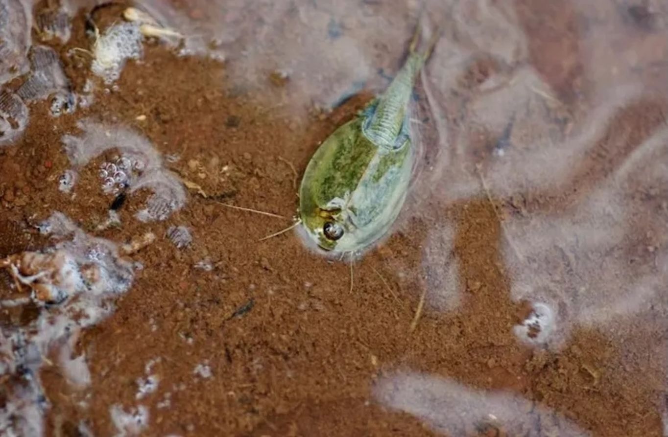 Bak Keajaiban, Badai Besar Berhasil Bangkitkan Udang Dinosaurus dan Lahan Basah yang Lama Mati di Hawaii