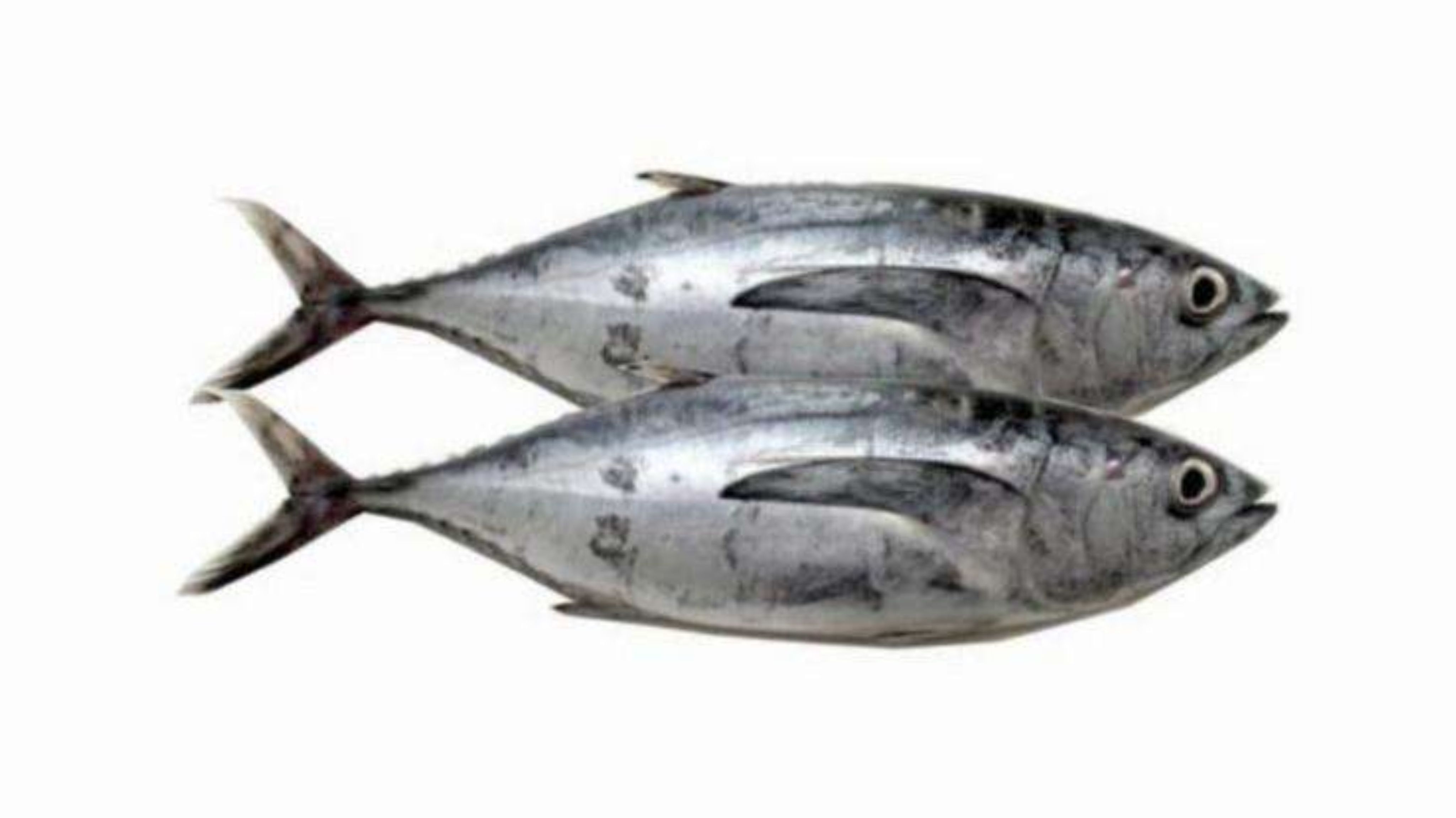 7 Manfaat Ikan Tongkol untuk Kesehatan Tubuh yang Perlu Kamu Tahu