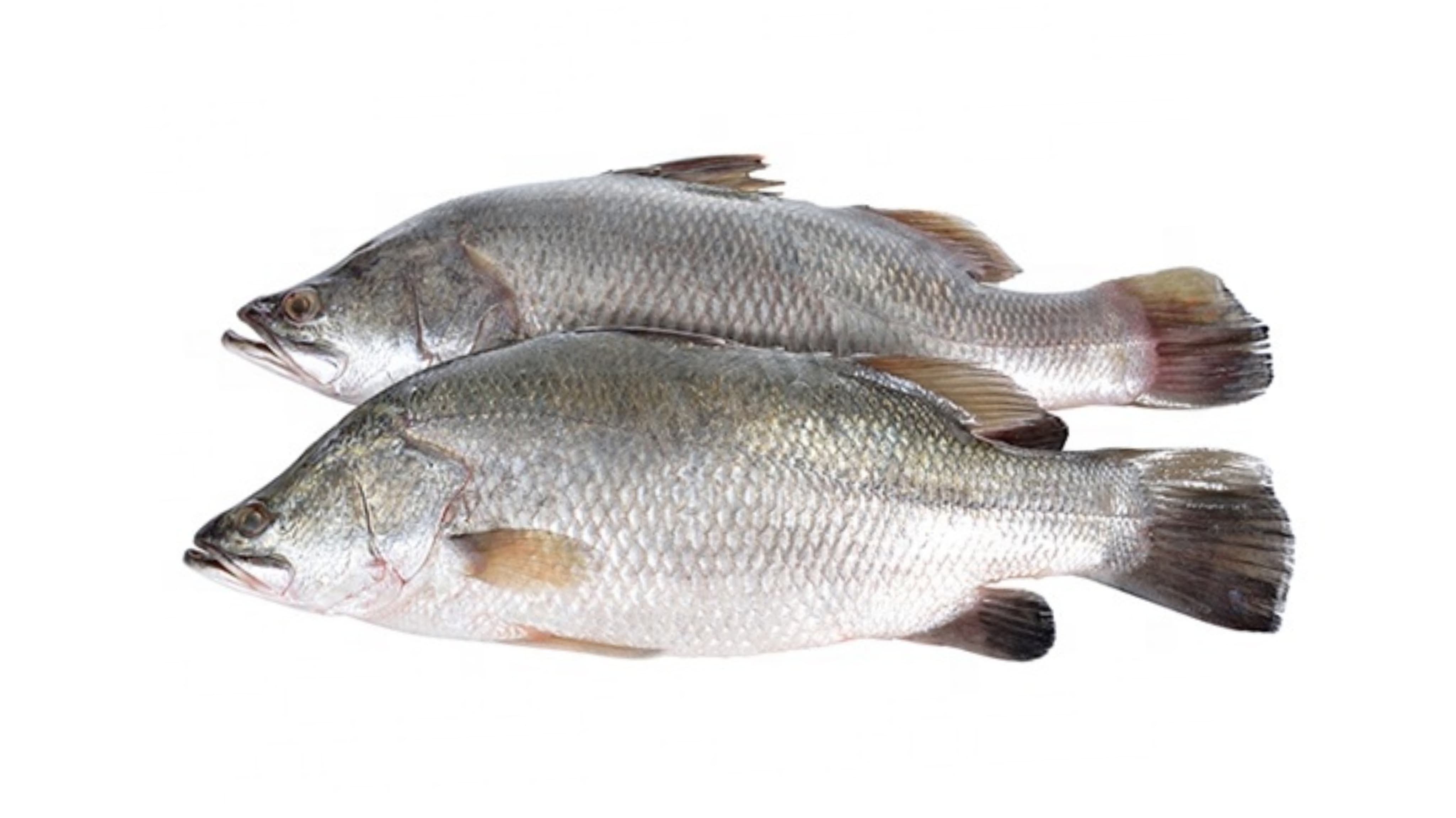 7 Manfaat Ikan Kakap untuk Kesehatan Tubuh yang Jarang Diketahui