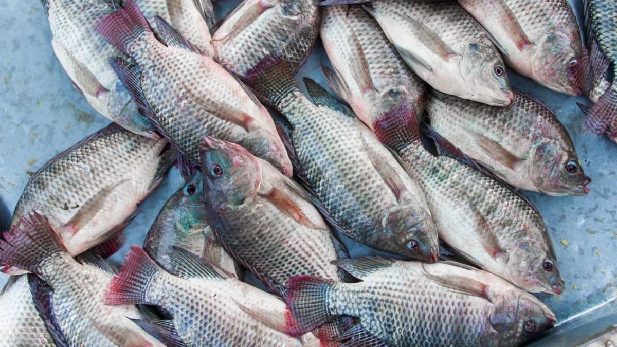 7 Manfaat Ikan Mujair untuk Kesehatan Tubuh yang Perlu Diketahui
