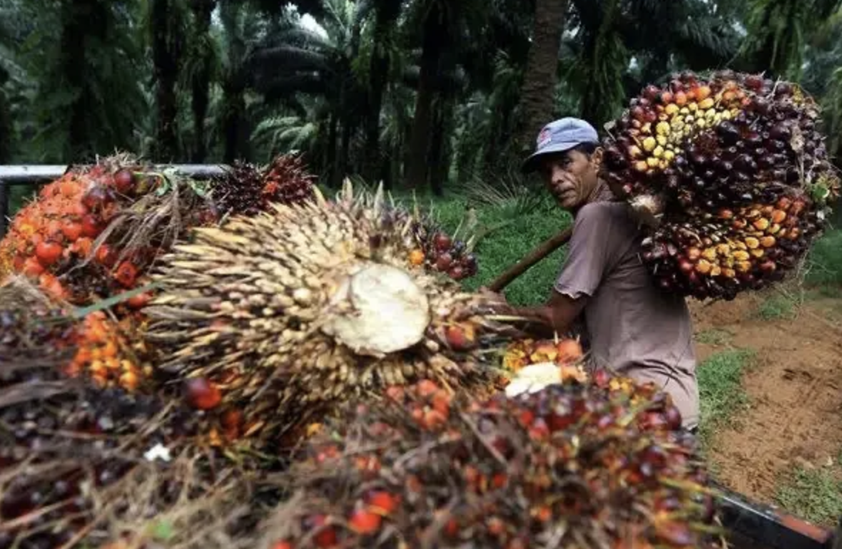 Program B50 Diproyeksikan Dorong Penyerapan Sawit Rakyat di Kaltim