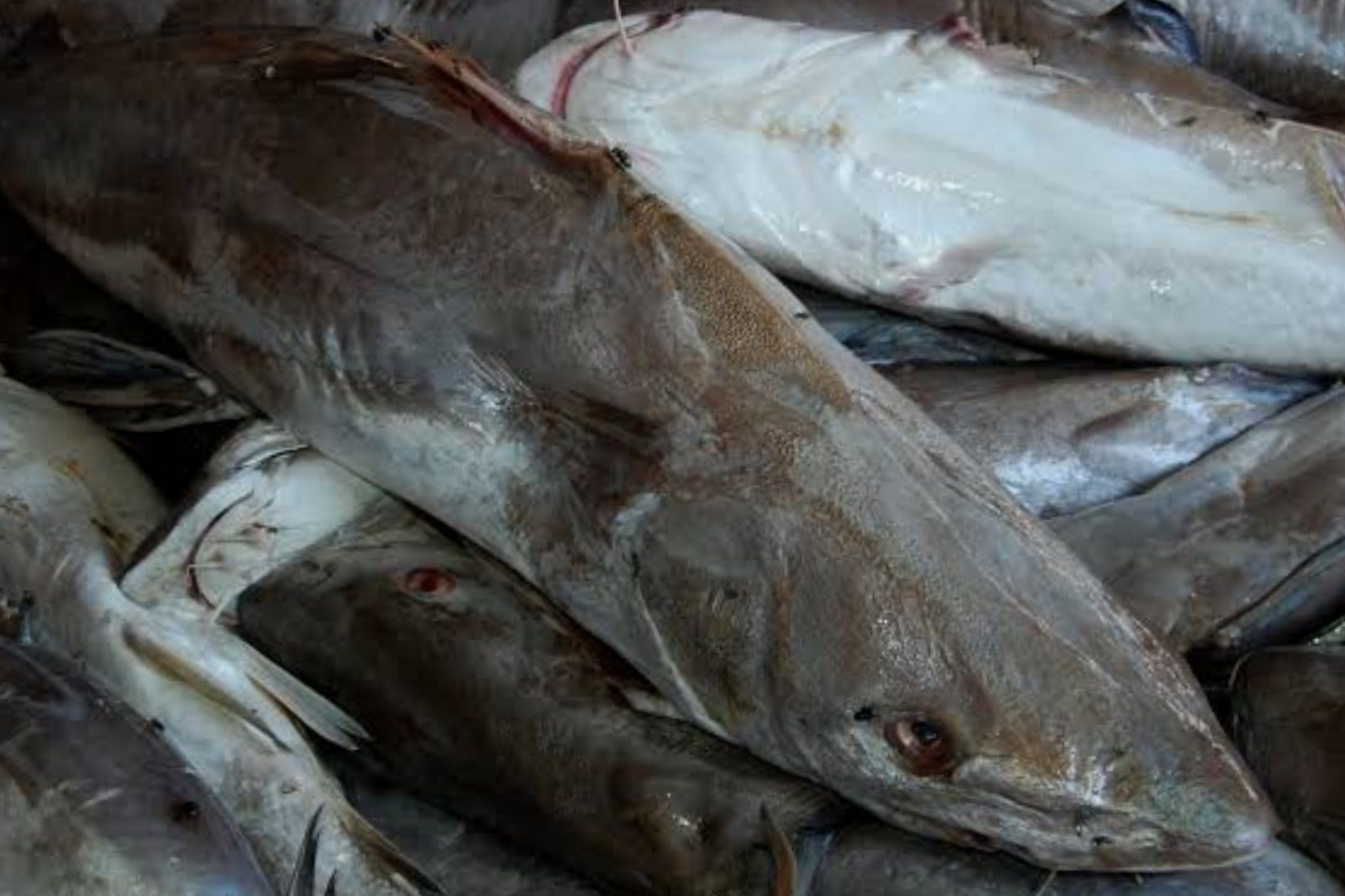 6 Manfaat Ikan Manyung untuk Kesehatan yang Jarang Diketahui