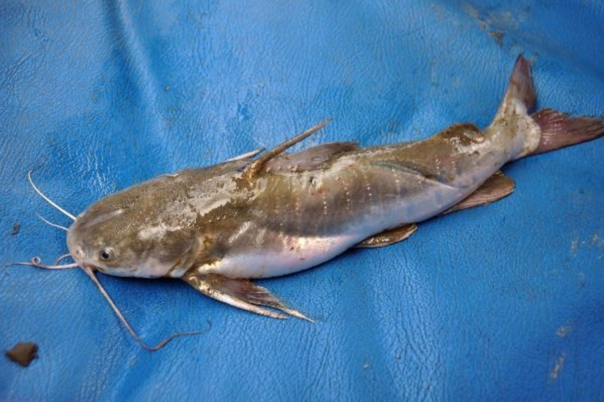 6 Manfaat Ikan Manyung untuk Kesehatan yang Jarang Diketahui