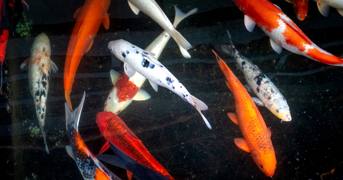 Berburu Ikan Cupang hingga Koi di Sentra Ikan Hias di Pekanbaru