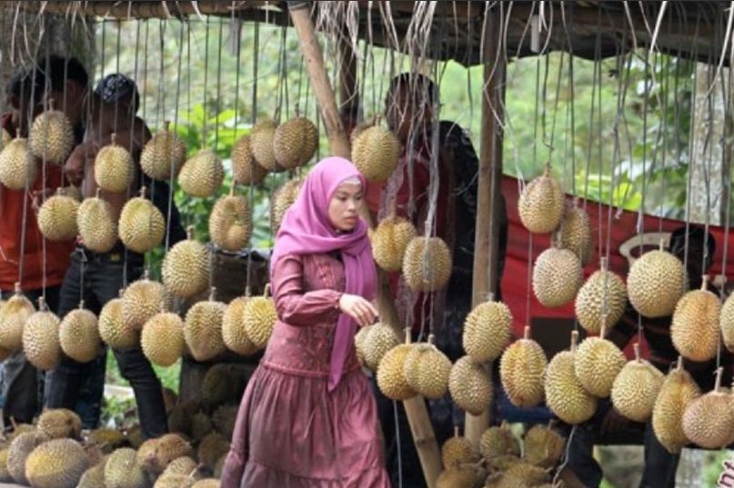 AA Kadu Nilai Minat Investasi Kebun Durian Terus Meningkat, Bibit Unggul Jadi Faktor Penentu