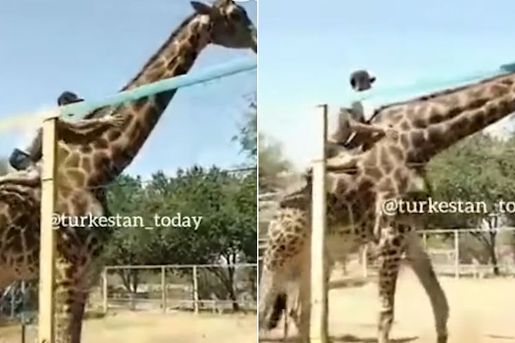 Aksi Pria Yang Tunggangi Jerapah Di Kazakhstan Ini Tuai Kecaman