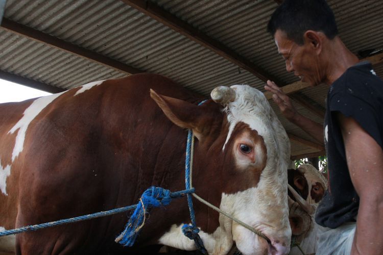 Pemerintah Kota Pekanbaru Sediakan Seribu Kupon Untuk Kurban