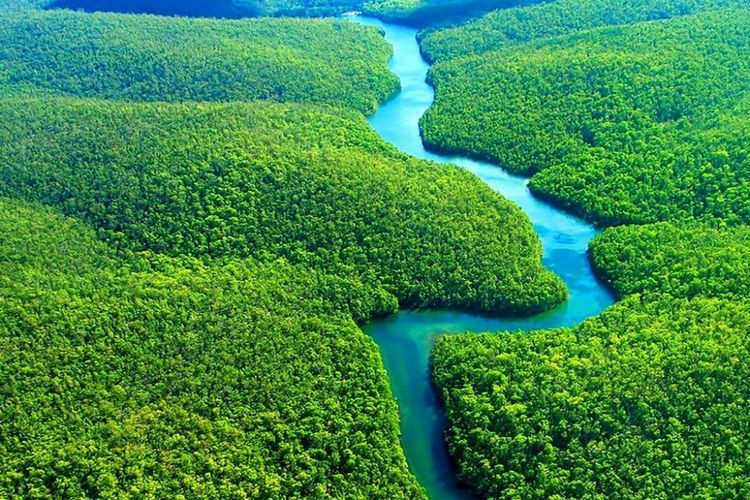 Hutan Migrasi ke Utara Bukan Kabar Baik, Tanda Ekosistem Kian Tertekan