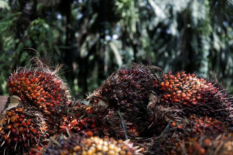 Pemerintah Serahkan 674 Ribu Hektar Lahan Sawit ke PT Agrinas, Puluhan Pabrik Baru Akan Dibangun