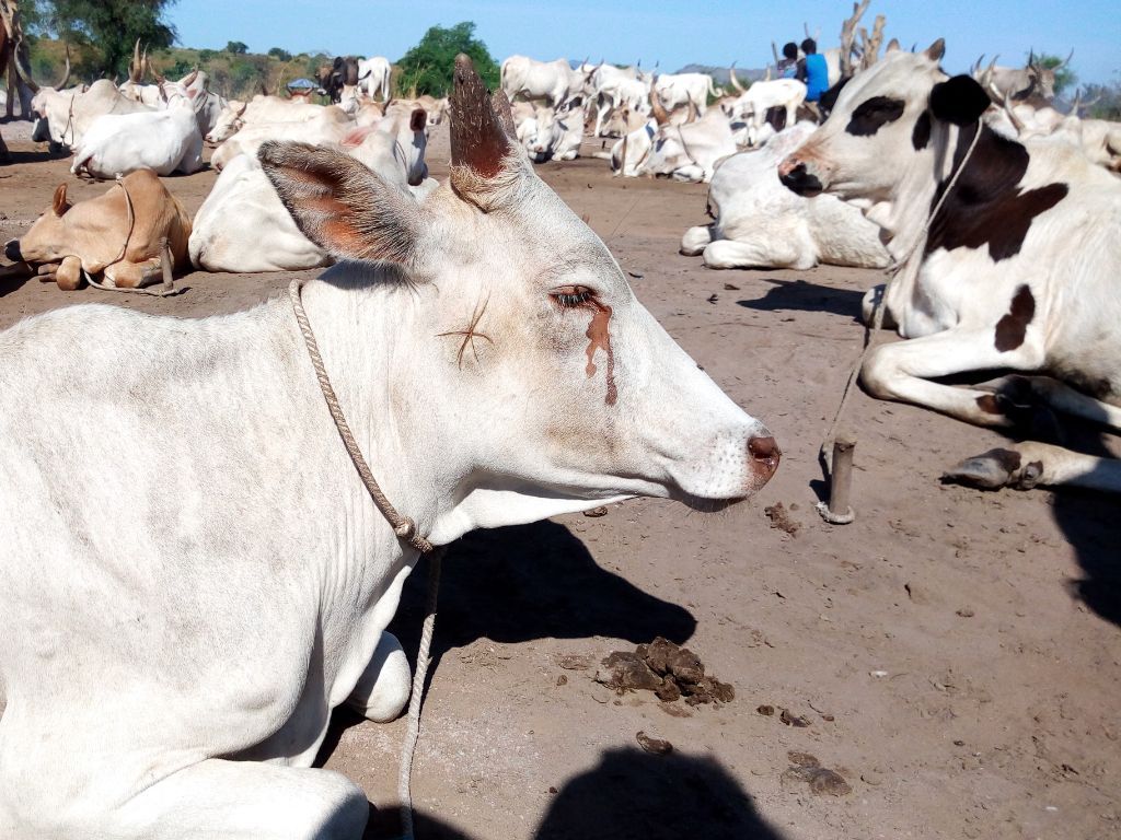 Benarkah Sapi Menangis saat Disembelih? Ini Penjelasan Ilmiahnya