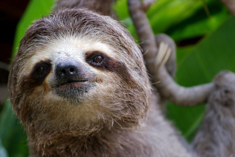 Mengenal Hewan Paling Lambat di Dunia: Dari Siput hingga Koala