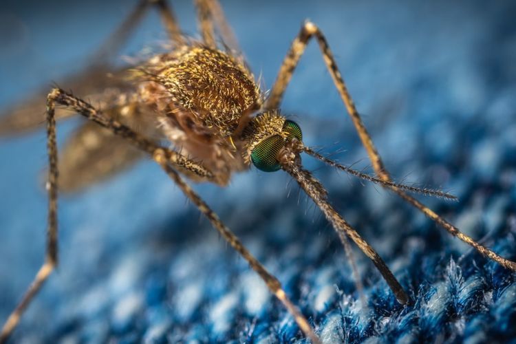 Hati-hati! Ini Tanda dan Penanganan Saat Demam Berdarah Dengue Masuk Tahap Berbahaya