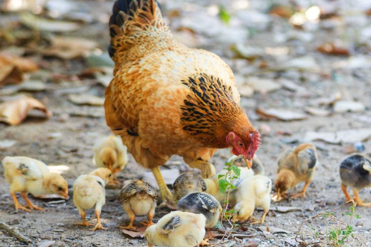 Wabah Flu Burung di Belanda Ganggu Pasokan Telur, Harga Meroket