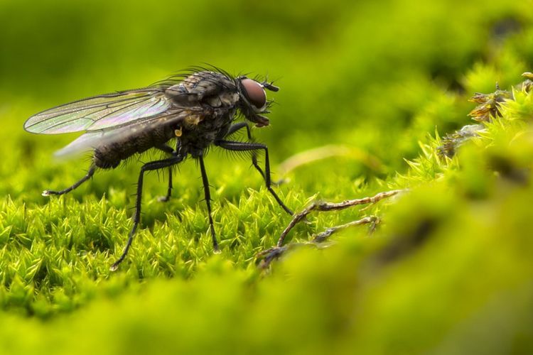 Benarkah Sayap Lalat Mengandung Racun dan Penawar?