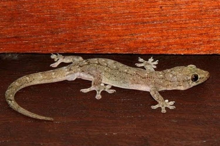 Cara Alami Mengurangi Cicak di Rumah dengan Bantuan Hewan Pemangsa