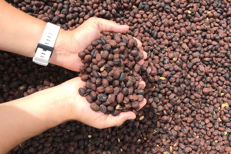 Autentik dan Pekat, Ini Sejarah dan Daya Tarik Kopi Khas Bogor