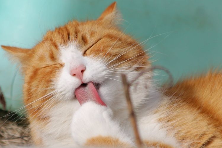 Ketahui 6 Bahasa Tubuh Kucing Biar Nggak Salah Arti