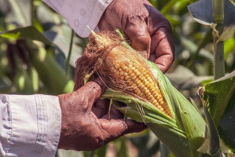 Jangan Dibuang ya, Rambut Jagung Punya Manfaat Untuk Kesehatan