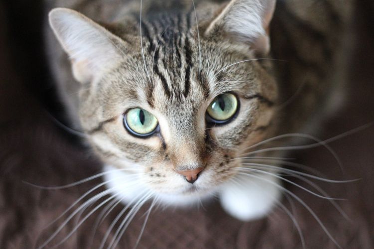 Cat Lovers Wajib Tahu! Ini Mitos Populer tentang Sifat Kucing Berdasarkan Warna Bulu