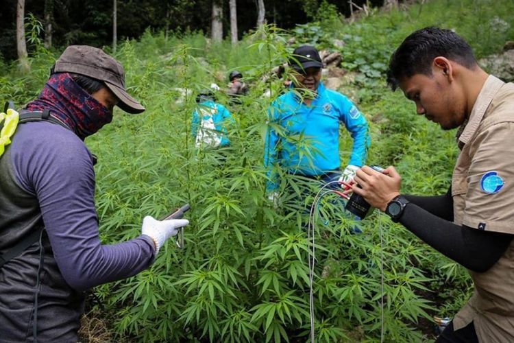 BNN Ubah Ladang Ganja Jadi Ladang Kopi di Aceh