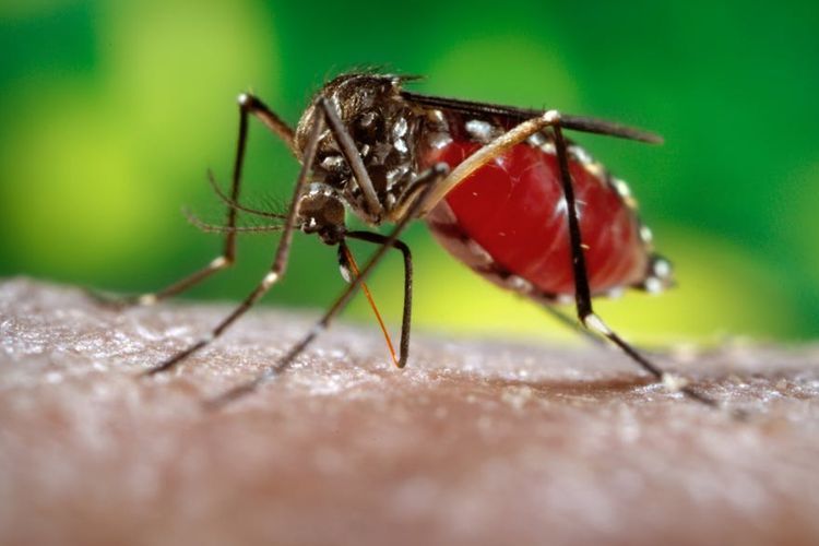 5 Fakta Bahaya DBD Saatnya Ibu Jadi Game Changer Lawan Dengue
