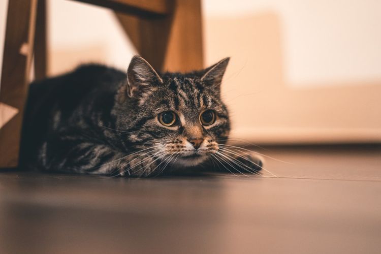 Di Balik Perilaku Zoomies : Ketika Kucing Mendadak Sangat Aktif dengan Intensitas Tinggi