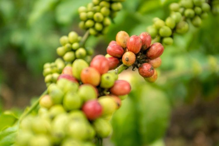 4 Jenis Biji Kopi Paling Terkenal di Dunia dan Ciri Khas Rasanya