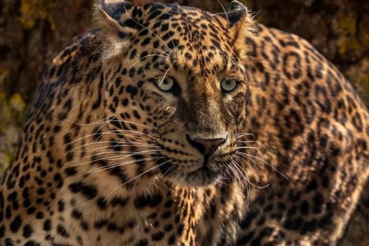 Jaguar hingga Leopard Salju, Kenali Kucing Besar yang Sebenarnya