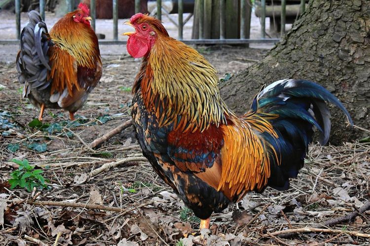 5 Arti Ayam Berkokok Pukul 10-11 Malam yang Dipercaya Masyarakat Jawa