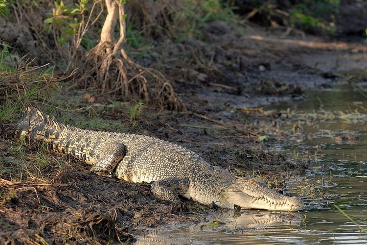 Mitos Buaya Kembaran Manusia di Sulawesi: Kepercayaan Bugis Setiap Individu Punya Saudara Kembar Reptil Air