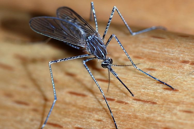 Warning! Chikungunya Meledak di China, Ada 7.000 Kasus