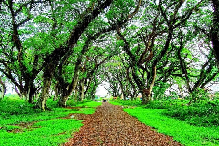 7 Destinasi Wisata Banyuwangi yang Seru dan Ramah Anak: Bikin Liburan Bareng Keluarga Jadi Makin Istimewa!