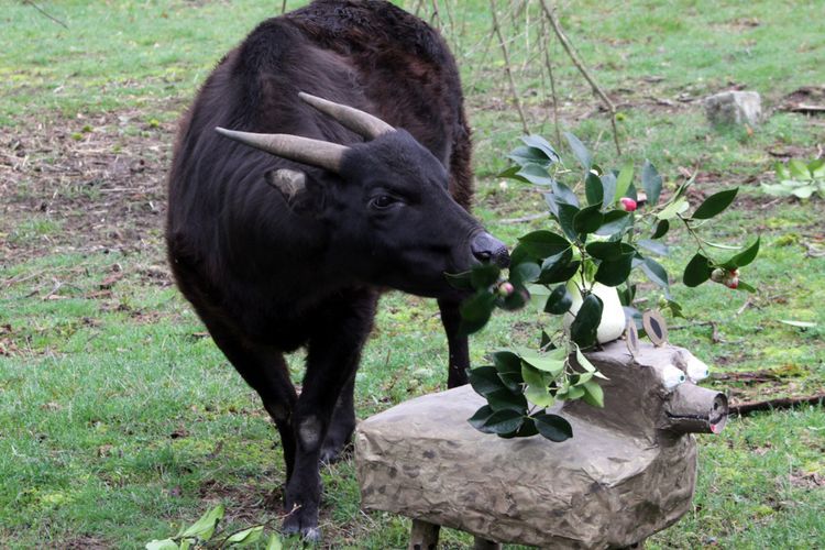 Populasi Anoa Sulawesi Terus Menurun, Ini Penyebab dan Solusinya