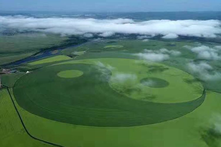 Buat Pola Tai Chi Terbesar, Ladang Gandum di Tiongkok Ini Pecahkan Rekor Dunia