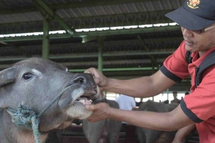Usulan Aqiqah Dikelola Baznas, Solusi Tepat Sasaran atau Bikin Publik Bertanya?
