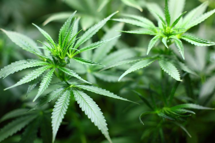 Peredaran 3 Kg Ganja di Tanah Abang Digagalkan Polisi, 2 Pelaku Ditangkap