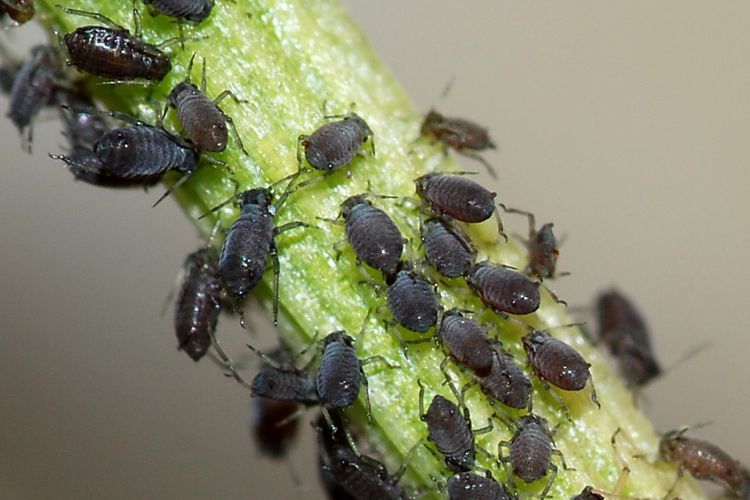 Ternyata Pewarna Makanan Dan Minuman Berasal Dari Binatang Ini...
