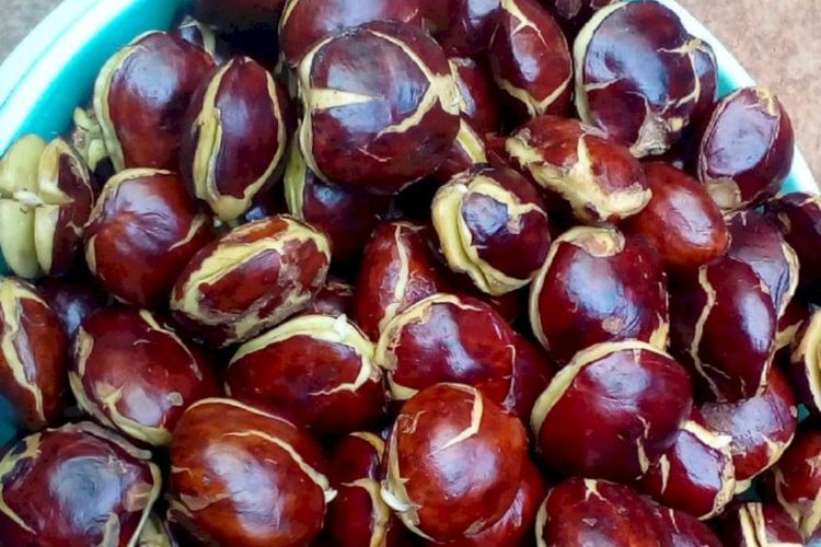 Rahasia Jengkol Nggak Bau, Begini Cara Mengolahnya di Rumah