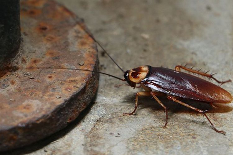 Sering Dianggap Hama Ternyata Kecoak Punya Peran Penting Bagi Lingkungan!