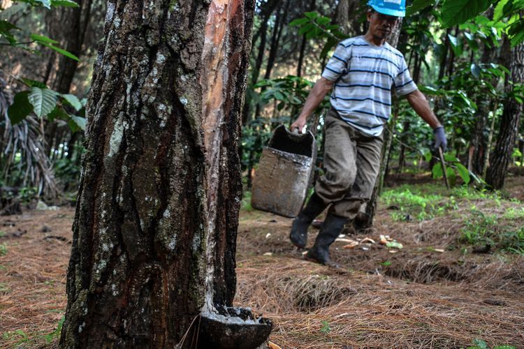 FOTO: Sadap Getah Pinus Kaki Gunung Sawal