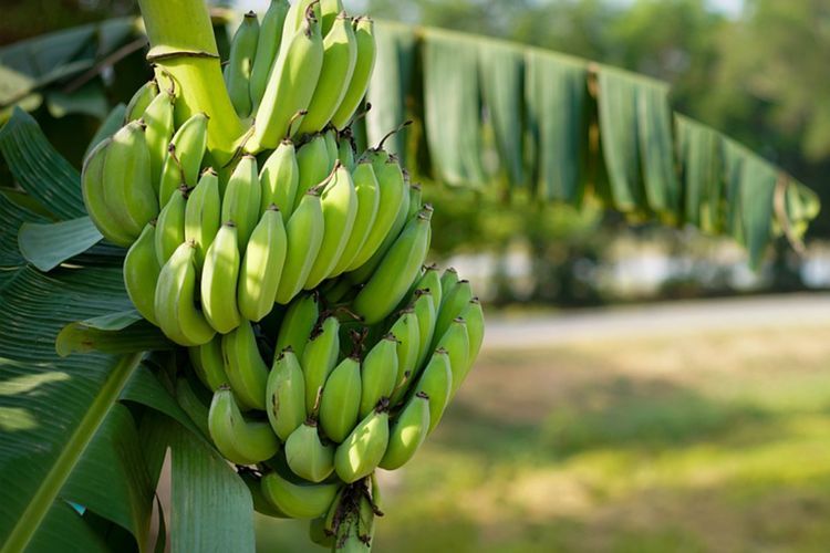 Asal-Usul Pohon Pisang di Dunia yang Perlu Kamu Ketahui