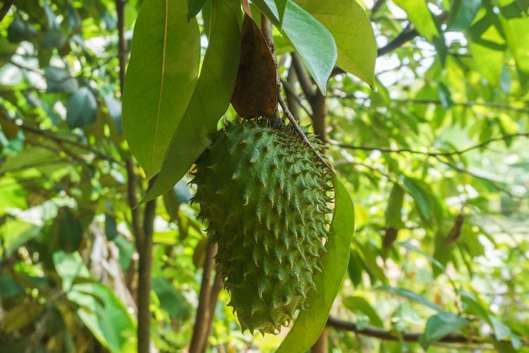 Inilah 8 Manfaat Rebusan Daun Sirsak dan Cara Mengonsumsinya dengan Aman