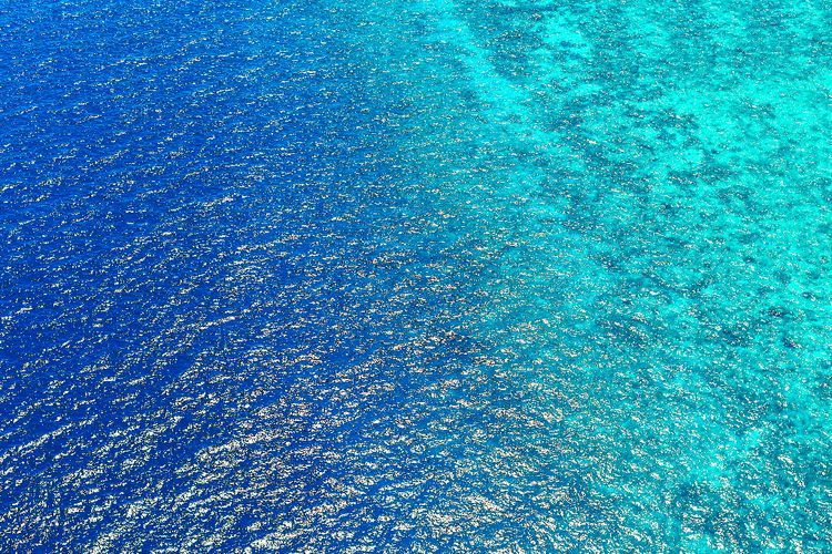 Apa Itu Bioluminesensi? Proses Kimia di Balik Cahaya Makhluk Hidup