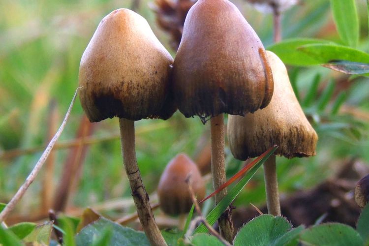 Kecerdasan Jamur: Mitos atau Fakta yang Dapat Mengubah Pandangan Kita
