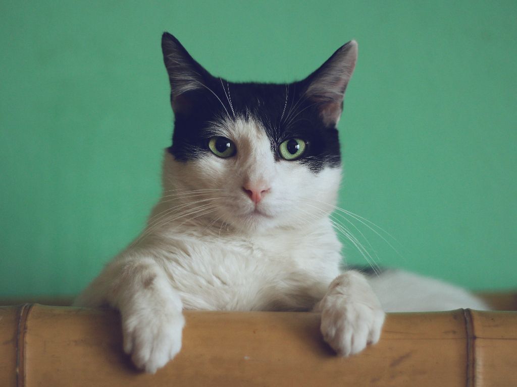 Dokter Hewan Beberkan Cara Pembuatan Dry Food dan Manfaatnya bagi Kucing