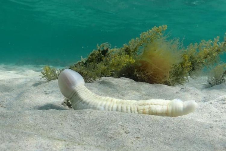 Alamak! Penyelam Ini Temukan Cacing Besar Mirip Penis saat Menyelam di Laut Australia