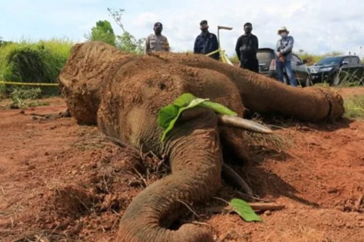 FOTO: Nekropsi Gajah Mati di Aceh Jaya