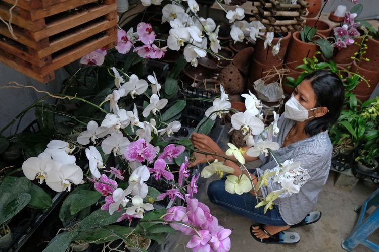 FOTO: Budi Daya Anggrek di Temanggung