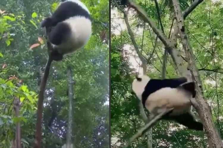 Ketika Panda Jatuh dari Pohon karena Keberatan Badan, Netizen: Gemoy Banget!